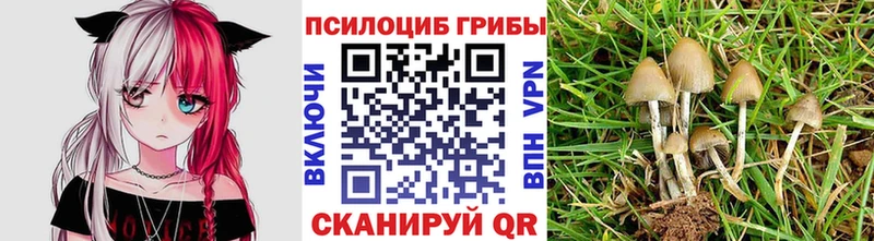 Псилоцибиновые грибы Psilocybine cubensis  Ельня 
